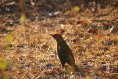 Picus squamatus