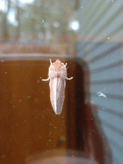 Psaphida styracis
