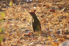 Picus squamatus