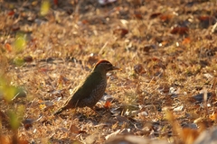 Picus squamatus