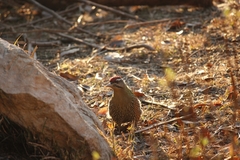 Picus squamatus