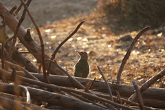 Picus squamatus