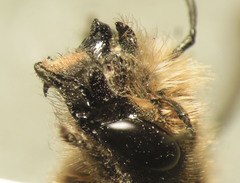 Osmia latreillei