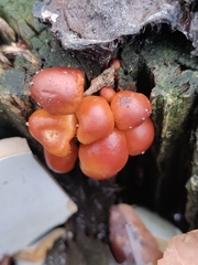 Flammulina velutipes
