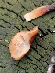 Flammulina velutipes