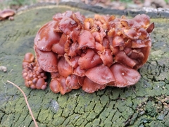 Flammulina velutipes