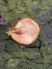 Flammulina velutipes
