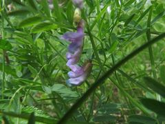 Vicia popovii