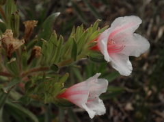 Lobostemon curvifolius