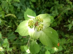 Euphorbia schiedeana