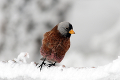Leucosticte tephrocotis littoralis