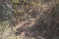 Ortygornis pondicerianus