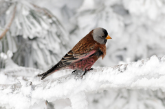 Leucosticte tephrocotis littoralis