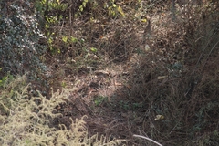 Ortygornis pondicerianus