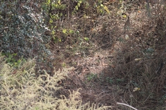 Ortygornis pondicerianus