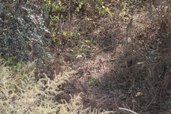 Ortygornis pondicerianus