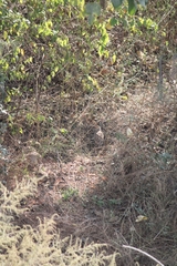 Ortygornis pondicerianus