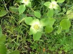 Euphorbia schiedeana