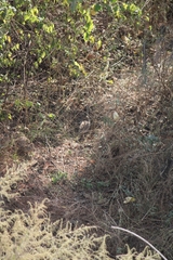 Ortygornis pondicerianus