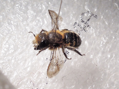Osmia latreillei