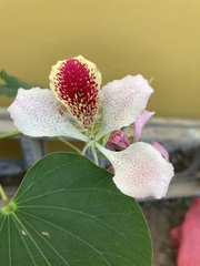 Bauhinia monandra