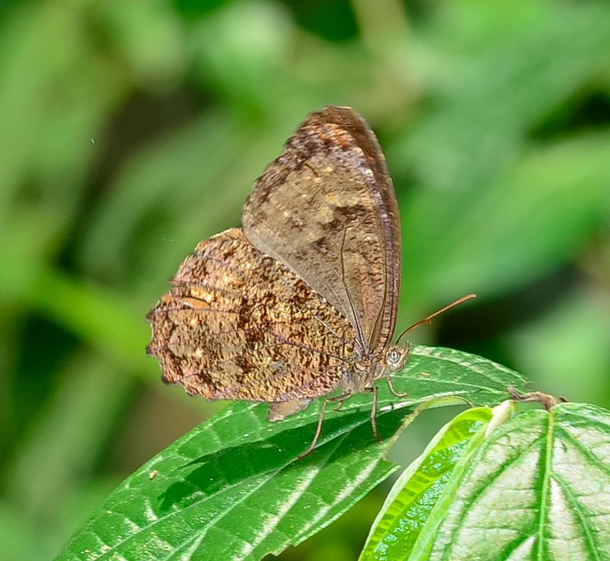 Praepedaliodes landryi