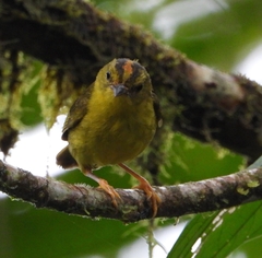 Myiothlypis chlorophrys