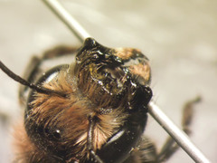 Osmia latreillei