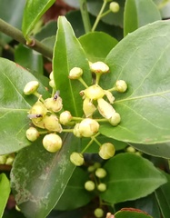 Euonymus nitidus