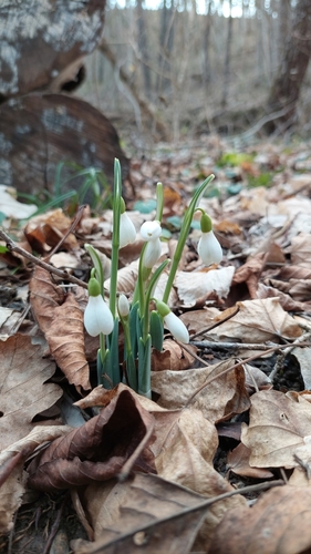 Galanthus alpinus (Galanthus alpinus)