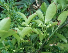 Euonymus nitidus