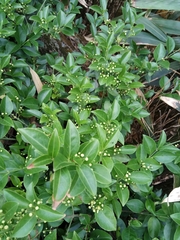 Euonymus nitidus