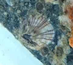 Amphibalanus reticulatus