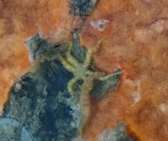 Ophiactis savignyi