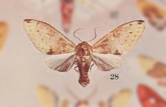 Symphlebia favillacea