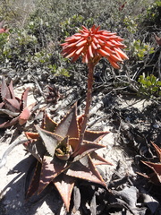 Aloe distans