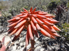 Aloe distans