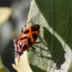 Deraeocoris histrio