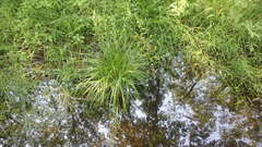 Carex tuckermanii