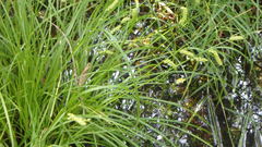 Carex tuckermanii