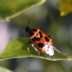 Deraeocoris histrio
