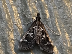 Diasemiodes