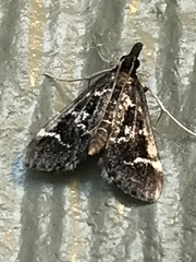 Diasemiodes