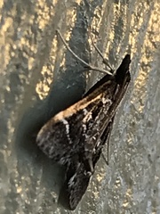 Diasemiodes