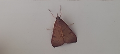 Lepidoptera