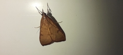Lepidoptera