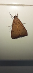 Lepidoptera
