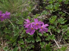 Primula cuneifolia hakusanensis