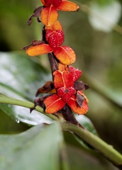 Hedychium