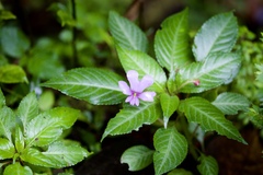 Impatiens kinabaluensis